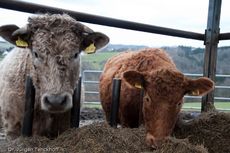 Hausrind (170 von 174).jpg